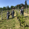 Probacja - Lipnica Murowana